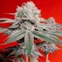 OG Kush Marijuana Strain by Silent Seeds For Sale Online at Cannabis Seeds Outlet