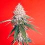 Silent Seeds OG Kush Smoke Buds Weed Ganja Skunk Dope Pot Images Pics Nuggets