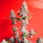 OG Kush by Silent Seeds THC Content Potency Strength CBD Height Yield Flowering Time Indica Sativa Genetics