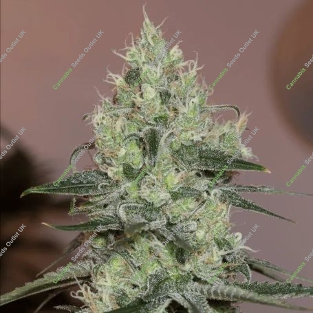 Original Amnesia Marijuana Strain by Silent Seeds For Sale Online at Cannabis Seeds Outlet