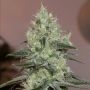 Original Amnesia Marijuana Strain by Silent Seeds For Sale Online at Cannabis Seeds Outlet
