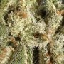 Original Amnesia by Silent Seeds THC Content Potency Strength CBD Height Yield Flowering Time Indica Sativa Genetics