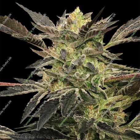 Pink Sunset Auto Marijuana Strain by Silent Seeds For Sale Online at Cannabis Seeds Outlet