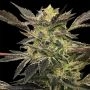 Pink Sunset Auto Marijuana Strain by Silent Seeds For Sale Online at Cannabis Seeds Outlet