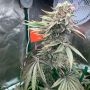 Silent Seeds Pink Sunset Auto Smoke Buds Weed Ganja Skunk Dope Pot Images Pics Nuggets