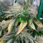 Pink Sunset Auto by Silent Seeds THC Content Potency Strength CBD Height Yield Flowering Time Indica Sativa Genetics