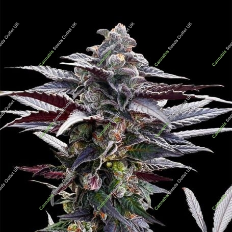 Pink Sunset Marijuana Strain by Silent Seeds For Sale Online at Cannabis Seeds Outlet