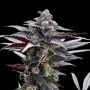 Pink Sunset Marijuana Strain by Silent Seeds For Sale Online at Cannabis Seeds Outlet