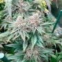 Silent Seeds Pink Sunset Smoke Buds Weed Ganja Skunk Dope Pot Images Pics Nuggets