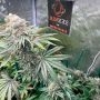 Pink Sunset by Silent Seeds THC Content Potency Strength CBD Height Yield Flowering Time Indica Sativa Genetics