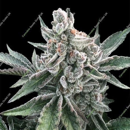 Polar Gelato Auto Marijuana Strain by Silent Seeds For Sale Online at Cannabis Seeds Outlet