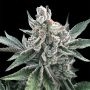 Polar Gelato Auto Marijuana Strain by Silent Seeds For Sale Online at Cannabis Seeds Outlet