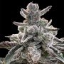 Silent Seeds Polar Gelato Auto Smoke Buds Weed Ganja Skunk Dope Pot Images Pics Nuggets