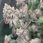 Polar Gelato Auto by Silent Seeds THC Content Potency Strength CBD Height Yield Flowering Time Indica Sativa Genetics