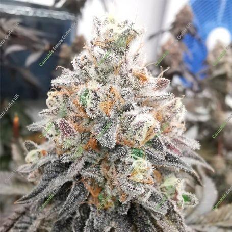 Polar Gelato Marijuana Strain by Silent Seeds For Sale Online at Cannabis Seeds Outlet