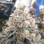 Polar Gelato Marijuana Strain by Silent Seeds For Sale Online at Cannabis Seeds Outlet
