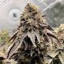 Silent Seeds Polar Gelato Smoke Buds Weed Ganja Skunk Dope Pot Images Pics Nuggets