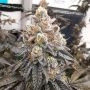 Polar Gelato by Silent Seeds THC Content Potency Strength CBD Height Yield Flowering Time Indica Sativa Genetics