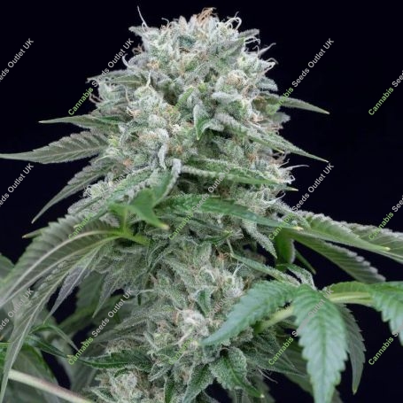 Starfire OG Marijuana Strain by Silent Seeds For Sale Online at Cannabis Seeds Outlet