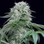 Starfire OG Marijuana Strain by Silent Seeds For Sale Online at Cannabis Seeds Outlet