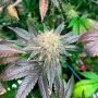 Silent Seeds Starfire OG Smoke Buds Weed Ganja Skunk Dope Pot Images Pics Nuggets