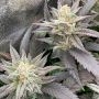 Starfire OG by Silent Seeds THC Content Potency Strength CBD Height Yield Flowering Time Indica Sativa Genetics