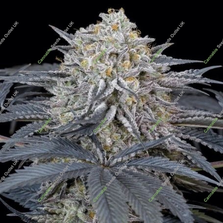 Watermelon Runtz Marijuana Strain by Silent Seeds For Sale Online at Cannabis Seeds Outlet