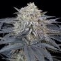 Watermelon Runtz Marijuana Strain by Silent Seeds For Sale Online at Cannabis Seeds Outlet