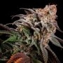 Silent Seeds Watermelon Runtz Smoke Buds Weed Ganja Skunk Dope Pot Images Pics Nuggets