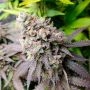 Watermelon Runtz by Silent Seeds THC Content Potency Strength CBD Height Yield Flowering Time Indica Sativa Genetics