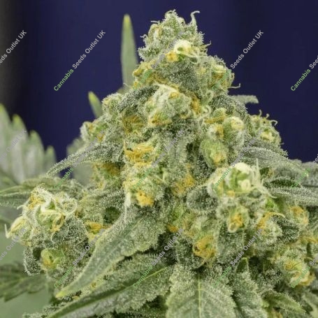 White Widow Marijuana Strain by Silent Seeds For Sale Online at Cannabis Seeds Outlet