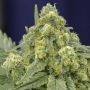 White Widow Marijuana Strain by Silent Seeds For Sale Online at Cannabis Seeds Outlet