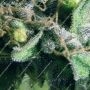 White Widow by Silent Seeds THC Content Potency Strength CBD Height Yield Flowering Time Indica Sativa Genetics