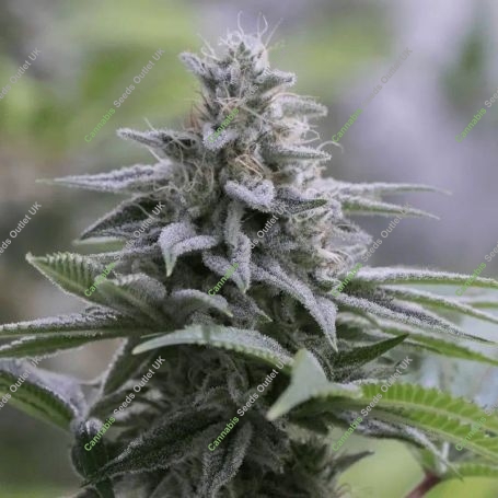 Zkittlez 20 Marijuana Strain by Silent Seeds For Sale Online at Cannabis Seeds Outlet
