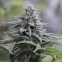 Zkittlez 20 Marijuana Strain by Silent Seeds For Sale Online at Cannabis Seeds Outlet
