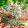 Zkittlez 20 by Silent Seeds THC Content Potency Strength CBD Height Yield Flowering Time Indica Sativa Genetics