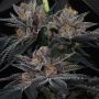 Perfect Tree Seeds Sunset Cherries Smoke Buds Weed Ganja Skunk Dope Pot Images Pics Nuggets