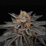 Sunset Cherries Feminized by Perfect Tree Seeds THC Content Potency Strength CBD Height Yield Flowering Time Indica Sativa Genet