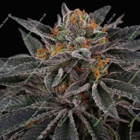 Sunset Cherries Feminized Marijuana Strain by Perfect Tree Seeds For Sale Online at Cannabis Seeds Outlet