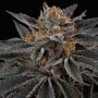 Sunset Cherries Feminized Marijuana Strain by Perfect Tree Seeds For Sale Online at Cannabis Seeds Outlet