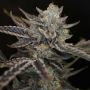 Perfect Tree Seeds Cherry Crisp Smoke Buds Weed Ganja Skunk Dope Pot Images Pics Nuggets
