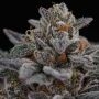 Cherry Crisp Feminized by Perfect Tree Seeds THC Content Potency Strength CBD Height Yield Flowering Time Indica Sativa Genetics