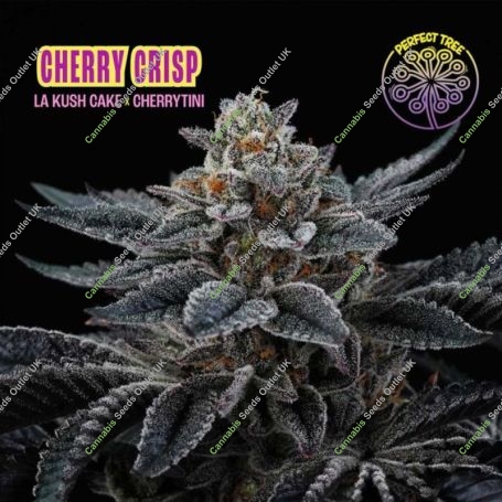 Cherry Crisp Feminized Marijuana Strain by Perfect Tree Seeds For Sale Online at Cannabis Seeds Outlet