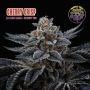 Cherry Crisp Feminized Marijuana Strain by Perfect Tree Seeds For Sale Online at Cannabis Seeds Outlet