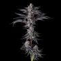 Compound Genetics New Money Smoke Buds Weed Ganja Skunk Dope Pot Images Pics Nuggets