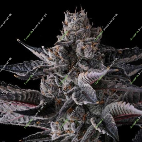 New Money Feminized Marijuana Strain by Compound Genetics For Sale Online at Cannabis Seeds Outlet