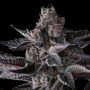 New Money Feminized Marijuana Strain by Compound Genetics For Sale Online at Cannabis Seeds Outlet