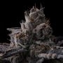 New Money Feminized by Compound Genetics THC Content Potency Strength CBD Height Yield Flowering Time Indica Sativa Genetics