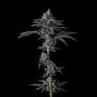 Compound Genetics Bullz Eye Smoke Buds Weed Ganja Skunk Dope Pot Images Pics Nuggets