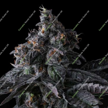 Bullz Eye Feminized Marijuana Strain by Compound Genetics For Sale Online at Cannabis Seeds Outlet